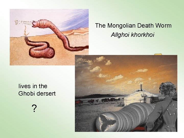 The Mongolian Death Worm Allghoi khorkhoi Ghobi lives in the Ghobi dersert ? 