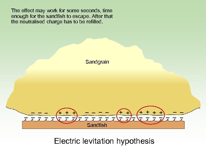 The effect may work for some seconds, time enough for the sandfish to escape.