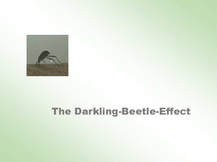 The Darkling-Beetle-Effect 