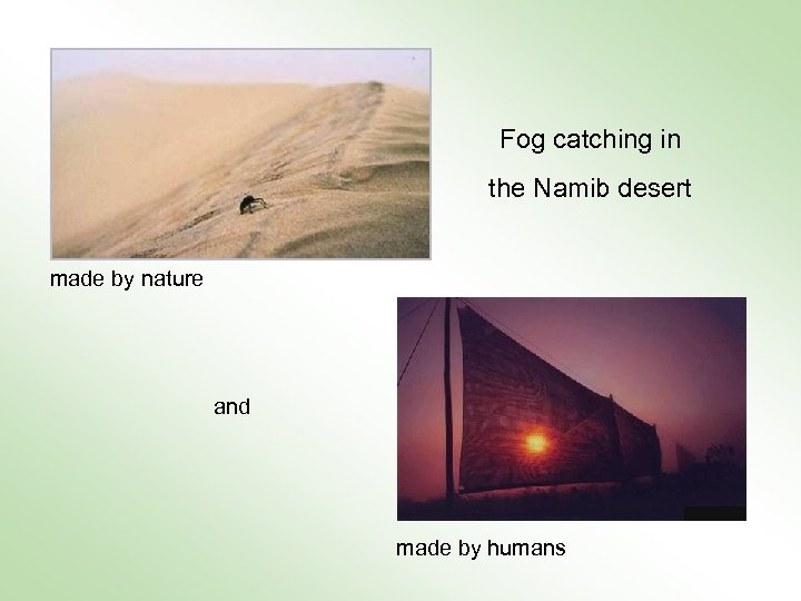 Fog catching in the Namib desert made by nature and made by humans 