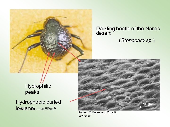 Darkling beetle of the Namib desert (Stenocara sp. ) Hydrophilic peaks Hydrophobic burled similar