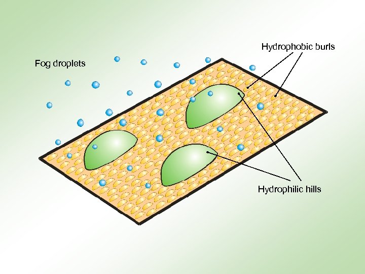 Hydrophobic burls Fog droplets Hydrophilic hills 