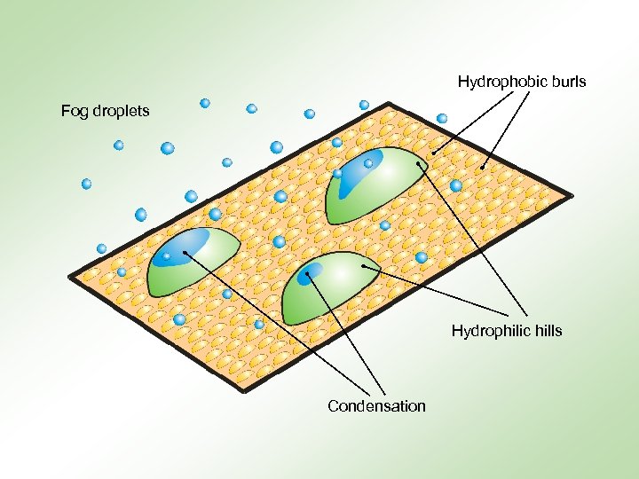 Hydrophobic burls Fog droplets Hydrophilic hills Condensation 