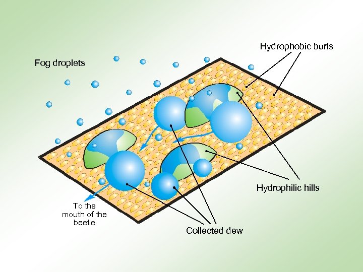 Hydrophobic burls Fog droplets Hydrophilic hills To the mouth of the beetle Collected dew