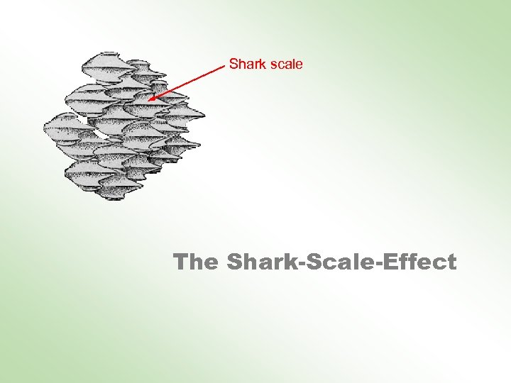 Shark scale The Shark-Scale-Effect 