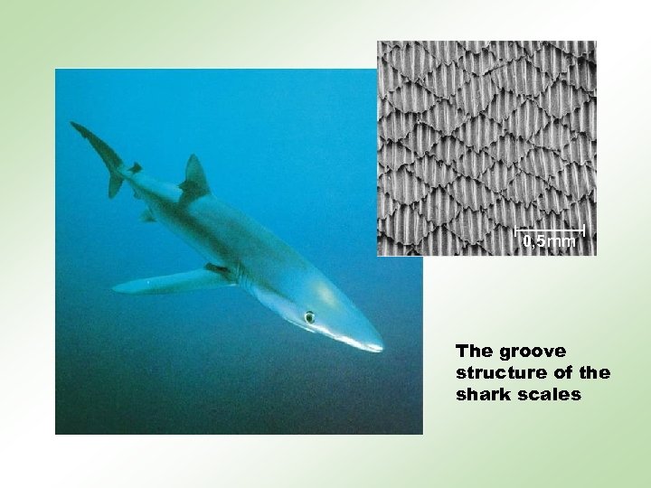 0, 5 mm The groove structure of the shark scales 