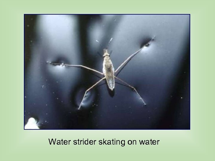 Water strider skating on water 