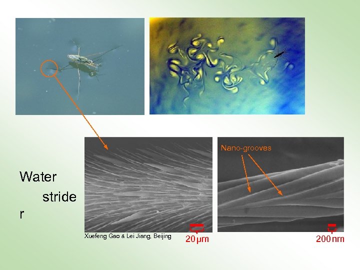 Nano-grooves Water stride r Xuefeng Gao & Lei Jiang, Beijing 20 μm 200 nm