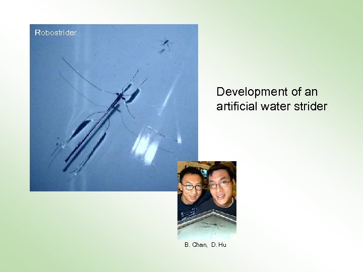 Robostrider Development of an artificial water strider B. Chan, D. Hu 