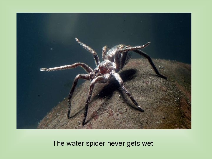 The water spider never gets wet 