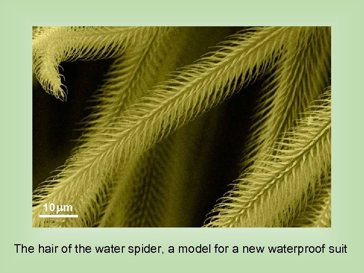 10 mm The hair of the water spider, a model for a new waterproof
