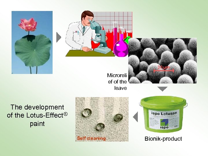 30 μm Microreli ef of the leave The development of the Lotus-Effect ® paint