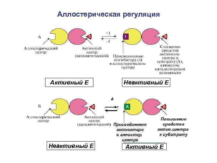Аллостерическая регуляция Активный E Неактивный E А Присоединение активатора в аллостер. центре Неактивный E
