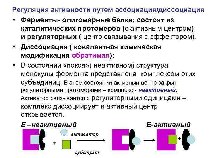 Регуляция активности путем ассоциация/диссоциация • Ферменты- олигомерные белки; состоят из каталитических протомеров (с активным