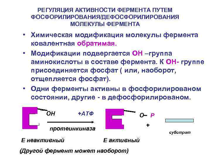 РЕГУЛЯЦИЯ АКТИВНОСТИ ФЕРМЕНТА ПУТЕМ ФОСФОРИЛИРОВАНИЯ/ДЕФОСФОРИЛИРОВАНИЯ МОЛЕКУЛЫ ФЕРМЕНТА • Химическая модификация молекулы фермента ковалентная обратимая.