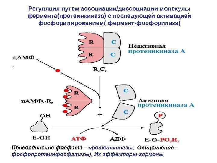 Регуляция путем ассоциации/диссоциации молекулы фермента(протеинкиназа) с последующей активацией фосфорилированием( фермент-фосфорилаза) активатор Присоединение фосфата –