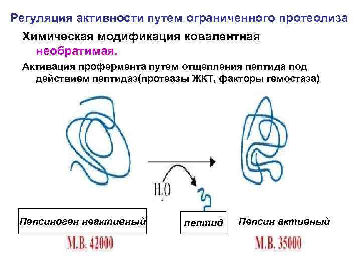 Регуляция активности путем ограниченного протеолиза Химическая модификация ковалентная необратимая. Активация профермента путем отщепления пептида