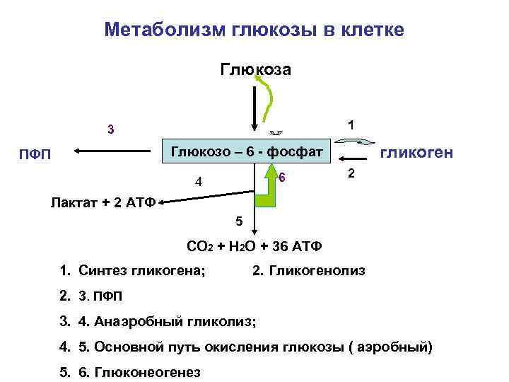 Метаболизм глюкозы в клетке Глюкоза 1 3 Глюкозо – 6 - фосфат Глюкозо-6 -фосфат