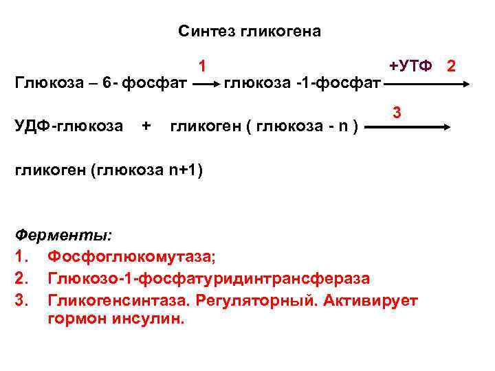 Синтез гликогена Глюкоза – 6 - фосфат УДФ-глюкоза + 1 глюкоза -1 -фосфат гликоген