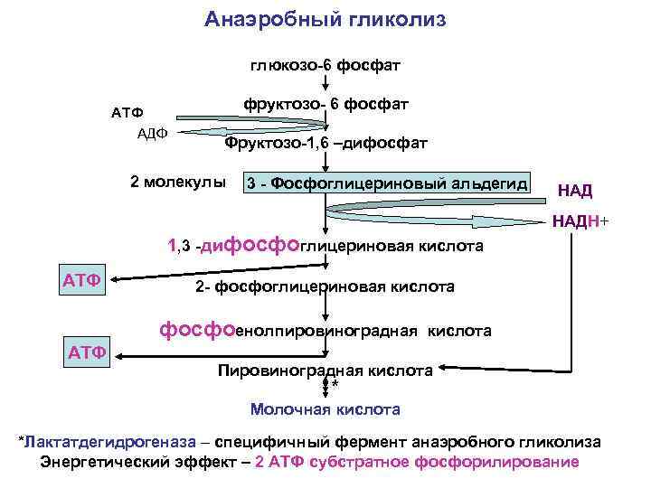 Анаэробный гликолиз глюкозо-6 фосфат АТФ АДФ фруктозо- 6 фосфат Фруктозо-1, 6 –дифосфат 2 молекулы