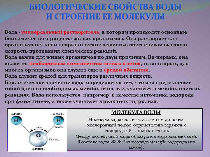 Вода - универсальный растворитель, в котором происходят основные биохимические процессы живых организмов. Она растворяет