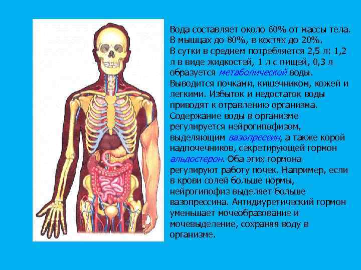 Вода составляет около 60% от массы тела. В мышцах до 80%, в костях до