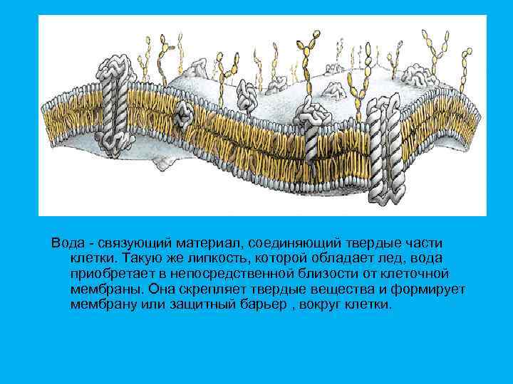 Вода - связующий материал, соединяющий твердые части клетки. Такую же липкость, которой обладает лед,