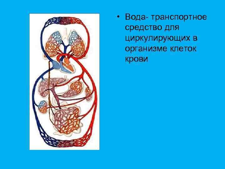  • Вода- транспортное средство для циркулирующих в организме клеток крови 