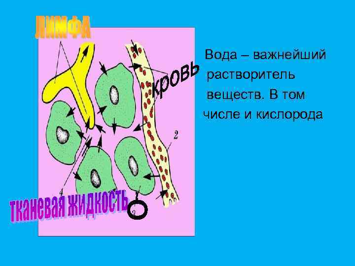  • Вода – важнейший растворитель веществ. В том числе и кислорода 