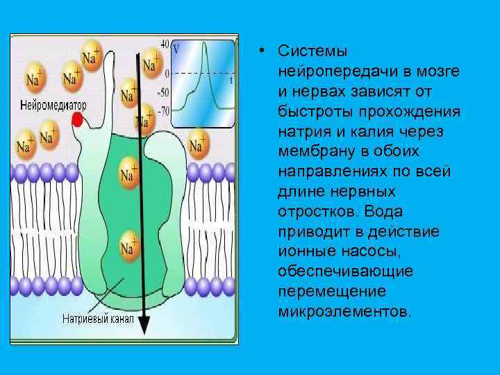  • Системы нейропередачи в мозге и нервах зависят от быстроты прохождения натрия и