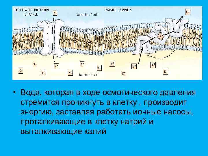  • Вода, которая в ходе осмотического давления стремится проникнуть в клетку , производит