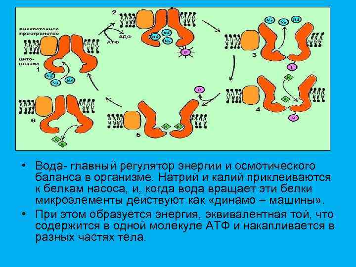  • Вода- главный регулятор энергии и осмотического баланса в организме. Натрий и калий