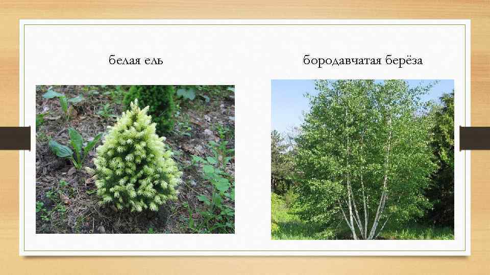 белая ель бородавчатая берёза 