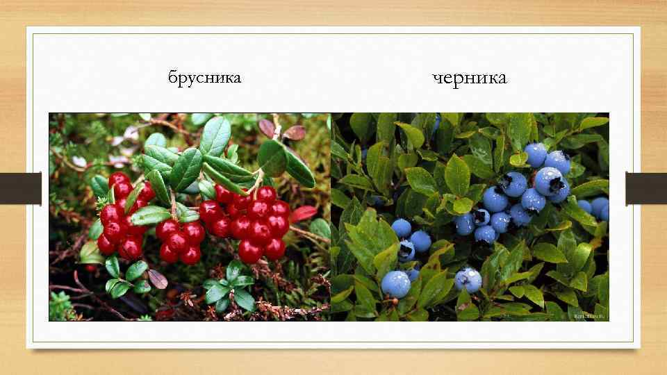 брусника черника 