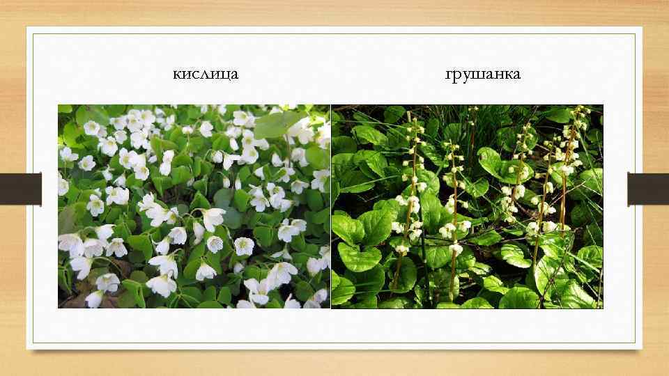 кислица грушанка 