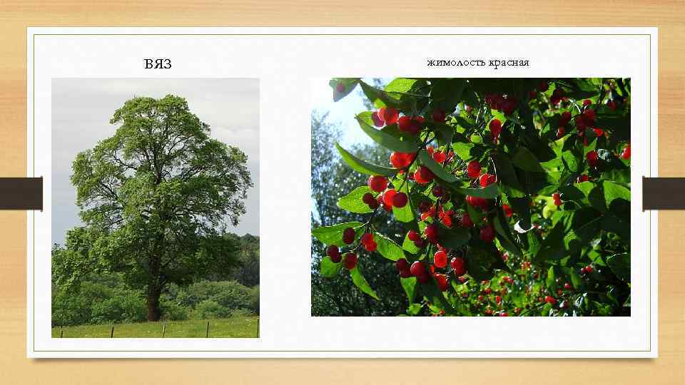 вяз жимолость красная 