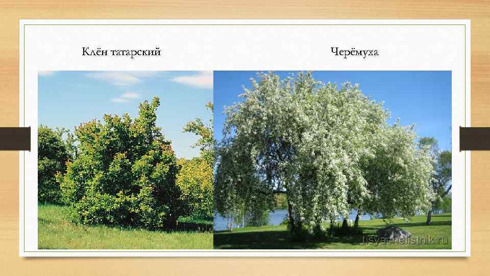 Клён татарский Черёмуха 