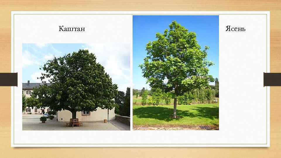 Каштан Ясень 