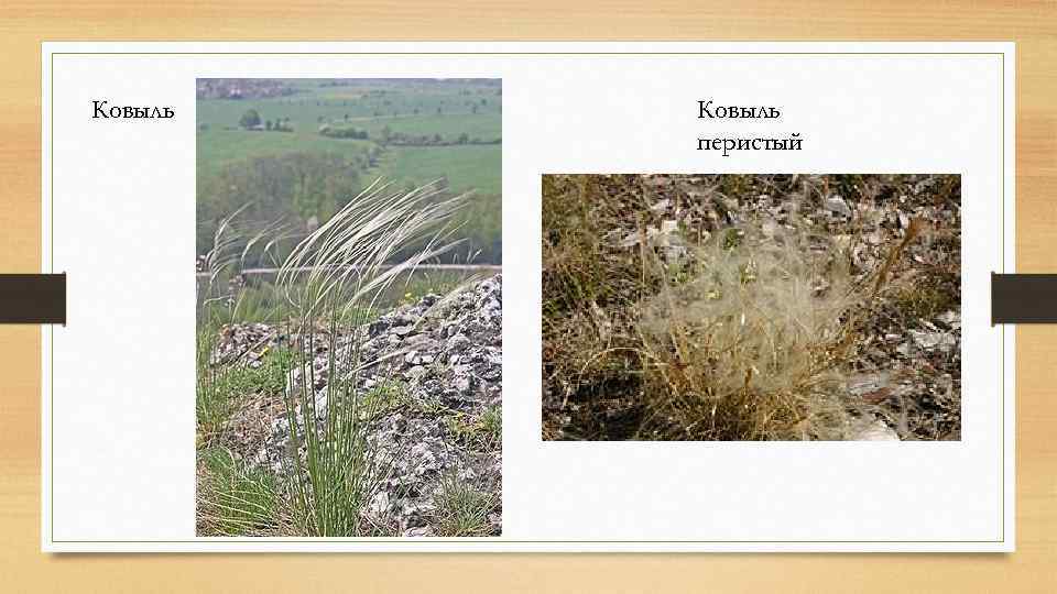 Ковыль перистый 