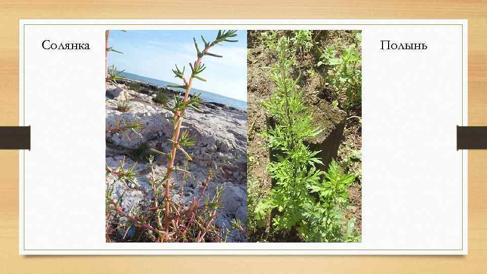 Солянка Полынь 