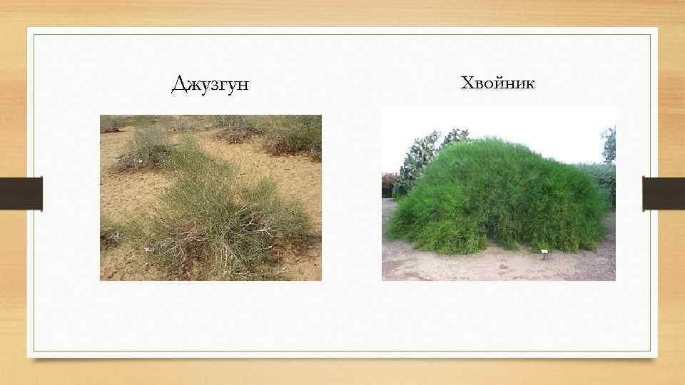 Джузгун Хвойник 