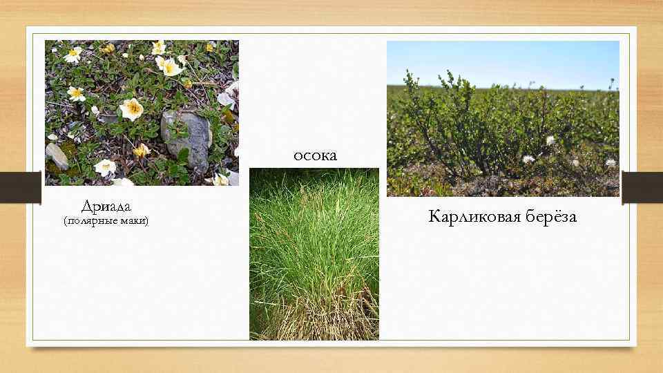 осока Дриада (полярные маки) Карликовая берёза 