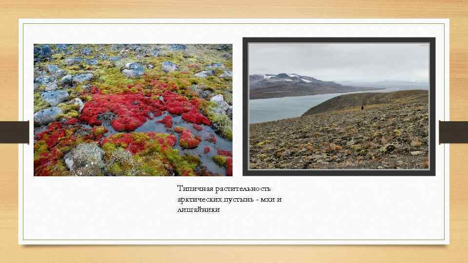 Типичная растительность арктических пустынь - мхи и лишайники 
