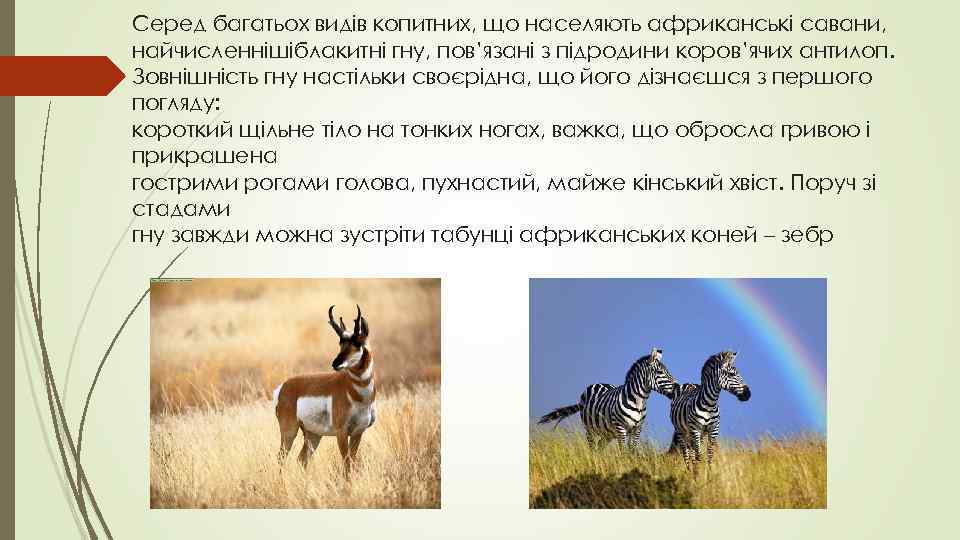 Серед багатьох видів копитних, що населяють африканські савани, найчисленнішіблакитні гну, пов’язані з підродини коров’ячих