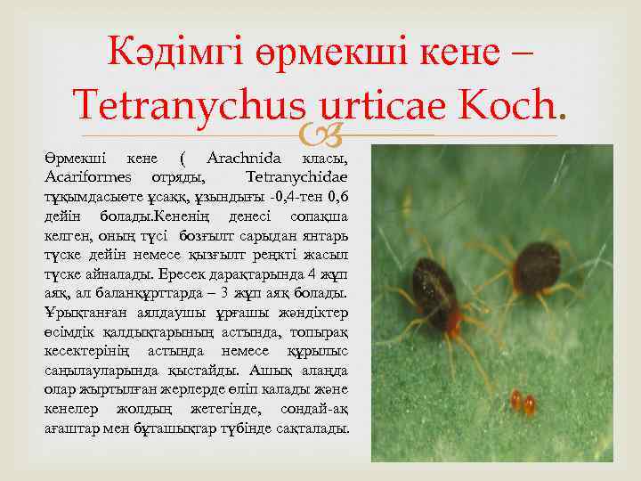 Кәдімгі өрмекші кене – Tetranychus urticae Koch. Өрмекші кене ( Arachnida класы, Acariformes отряды,