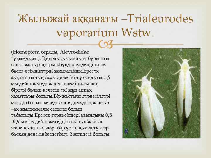 Жылыжай аққанаты –Trialeurodes vaporarium Wstw. (Homeptera отряды, Aleyrodidae тұқымдасы ). Қиярды , қызанақты бұрышты
