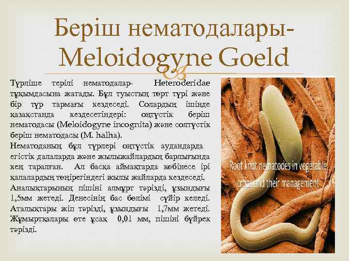 Беріш нематодалары. Meloidogyne Goeld Түрліше терілі нематодалар. Heteroderidae тұқымдасына жатады. Бұл туыстың төрт түрі