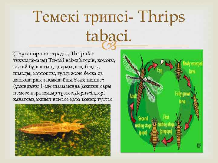 Темекі трипсі- Thrips tabaci. (Thysanoptera отряды , Thripidae тұқымдамасы) Темекі өсімдіктерін, қозаны, қытай бұршағын,