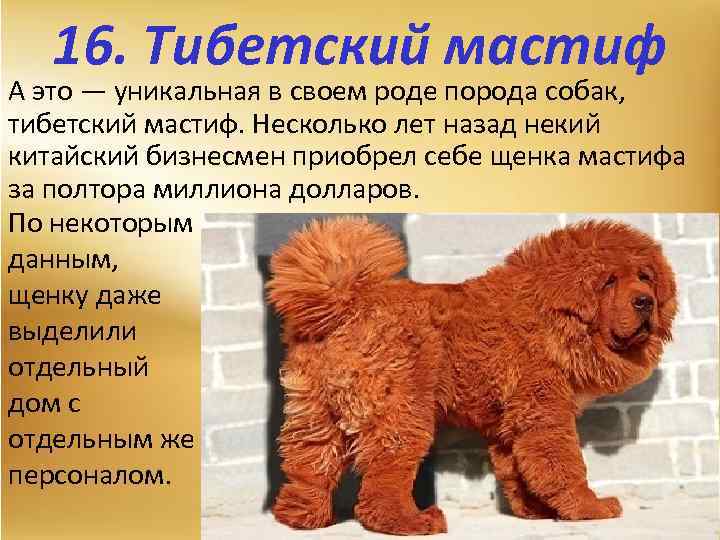 16. Тибетский мастиф А это — уникальная в своем роде порода собак, тибетский мастиф.