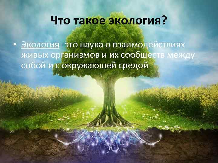 Что такое экология? • Экология- это наука о взаимодействиях живых организмов и их сообществ